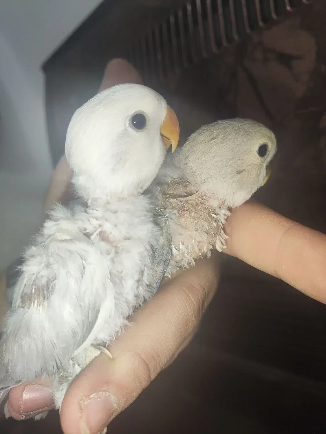 کوتوله برزیلی سرلاکی|پرنده|مرودشت, دولت آباد|دیوار