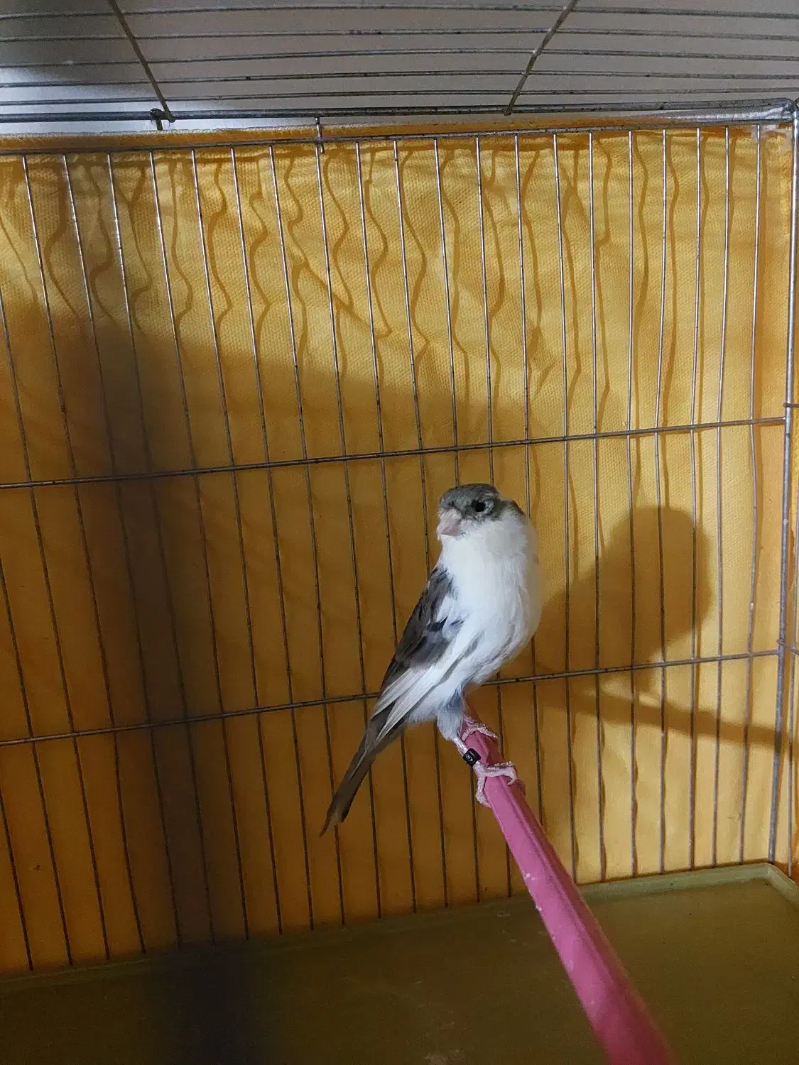 فروش یک جفت قناری نر و ماده|پرنده|محمدشهر, ولدآباد|دیوار