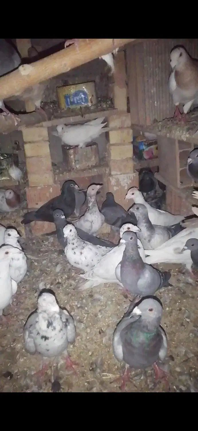 کبوتر پرشی به شرط|پرنده|سبزوار, کراب|دیوار