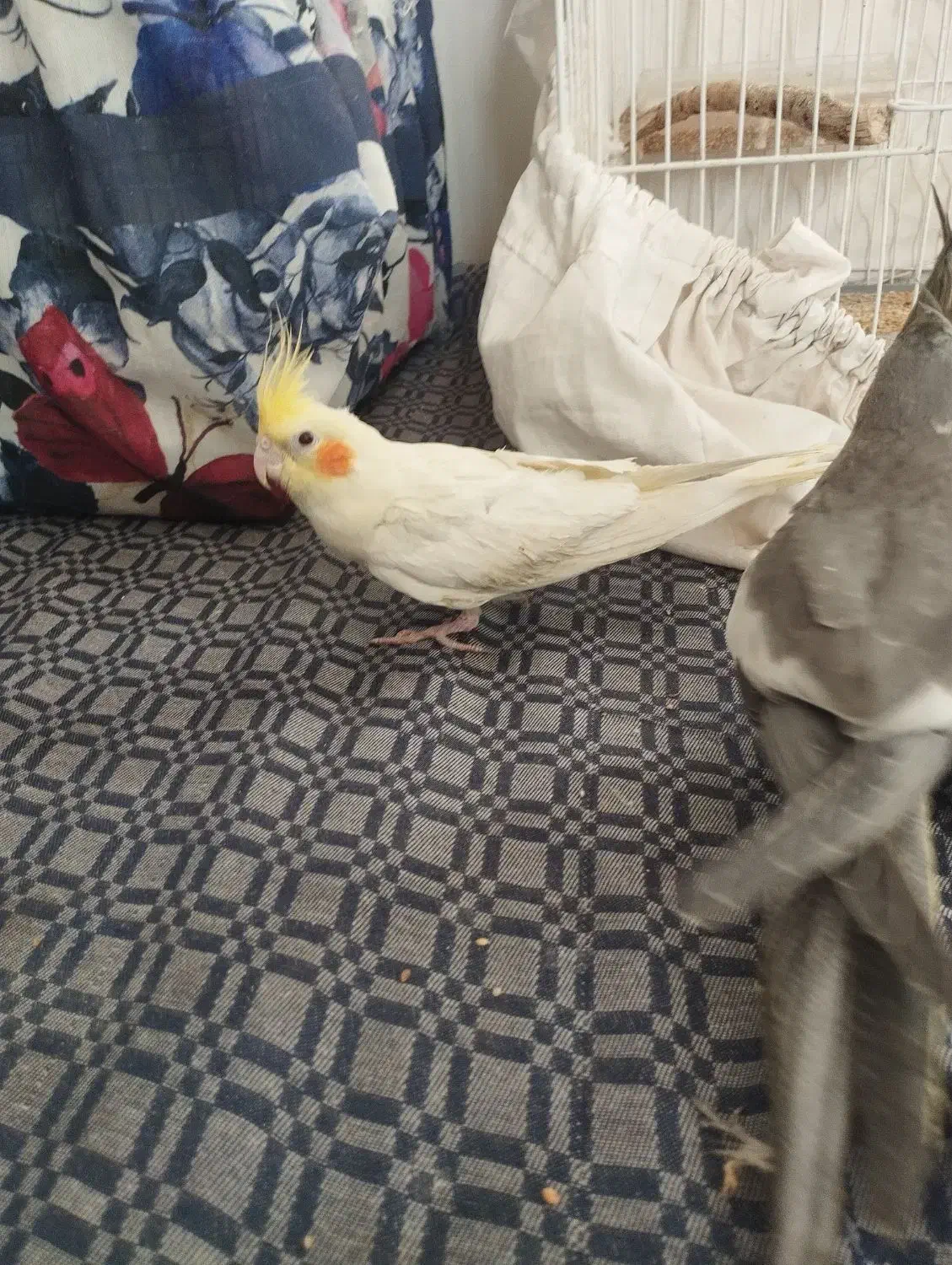 جفت جوجه عروس نر|پرنده|بردسکن, |دیوار