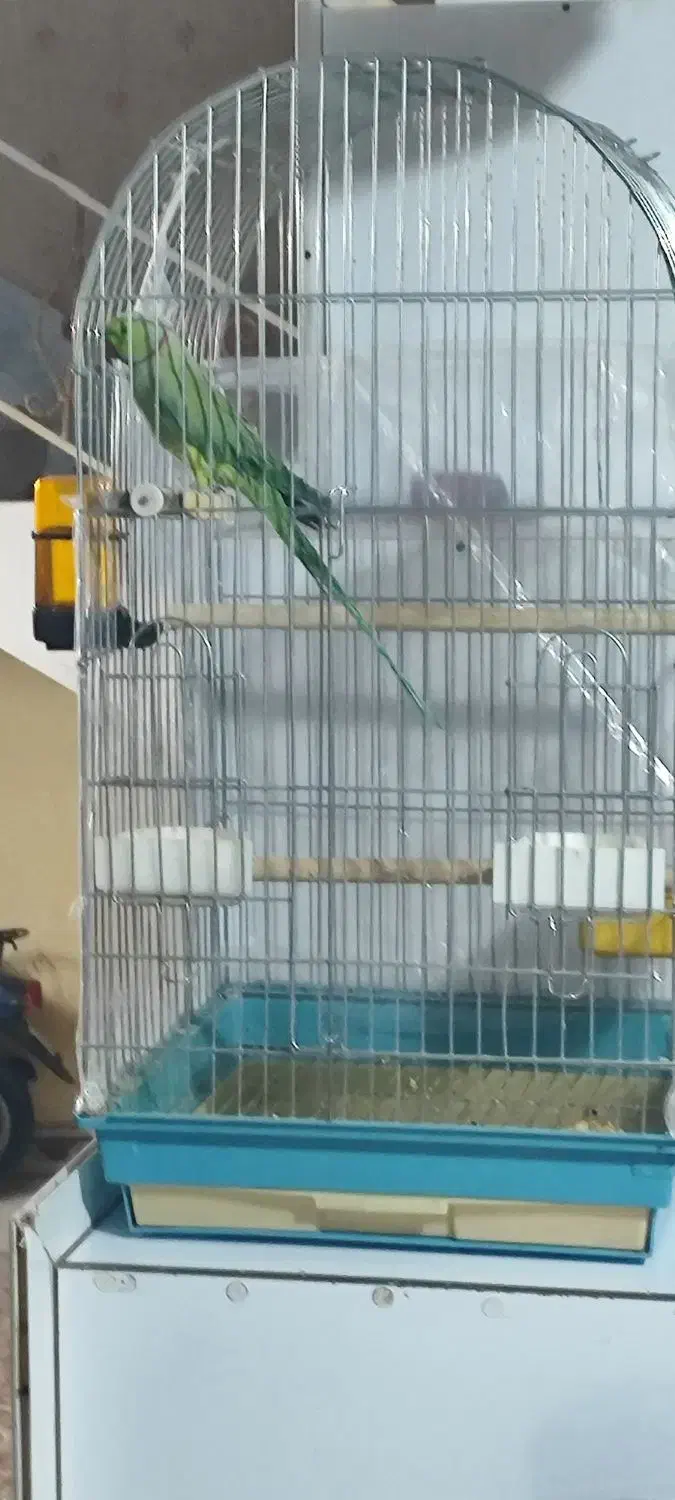 ملنگو|پرنده|پاکدشت, پارچین|دیوار