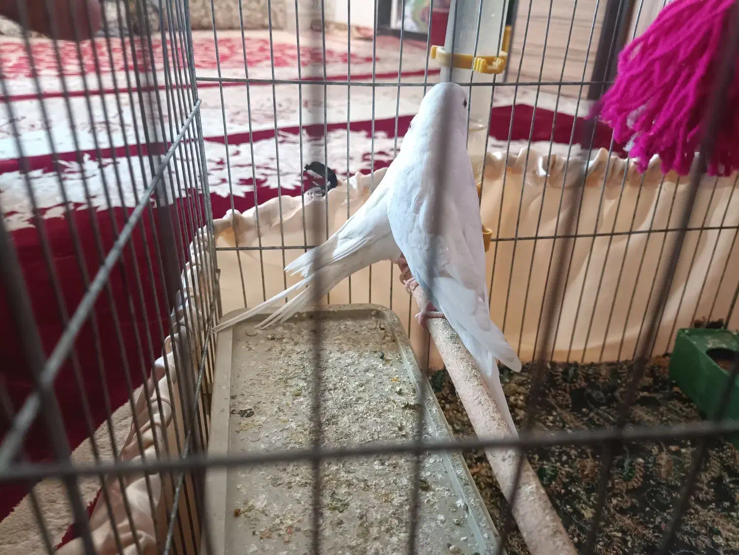 مرغ عشق|پرنده|دوگنبدان, |دیوار