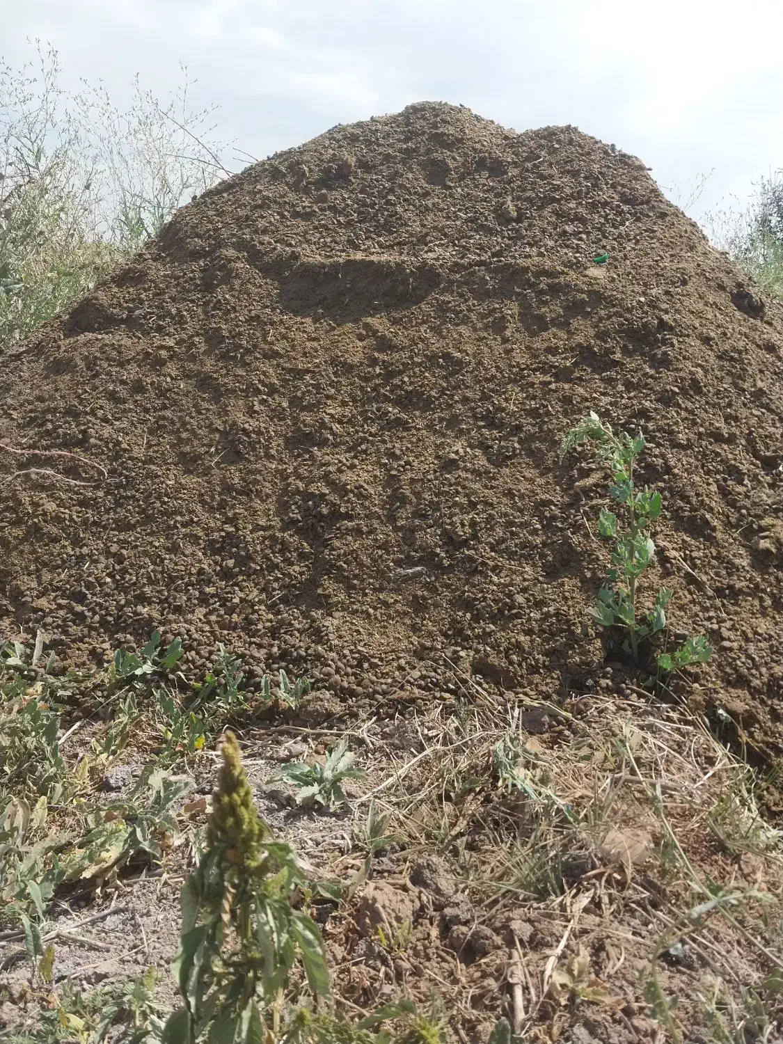 کود حیوانی گوسفندی و گاوی|خدمات باغبانی و درختکاری|اهر, |دیوار