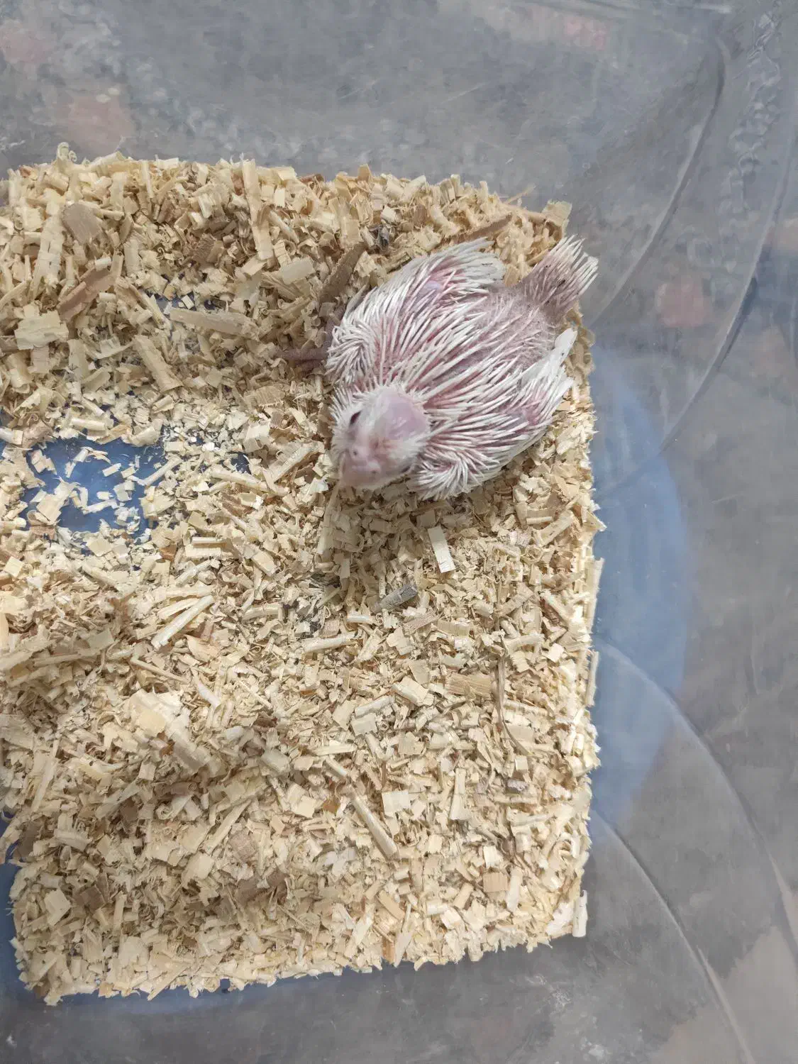 جوجه عروس هلندی|پرنده|شیراز, کوشک میدان|دیوار