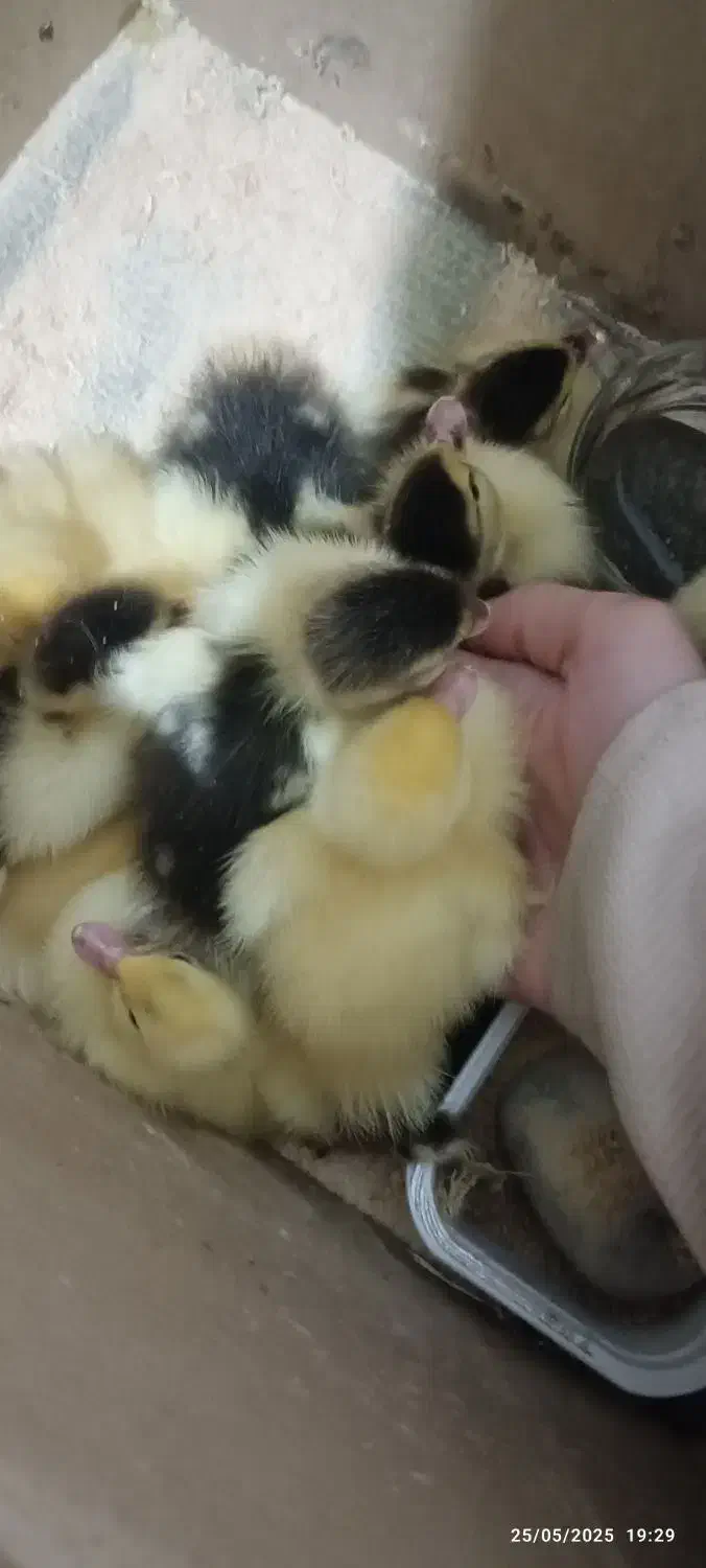 جوجه اردک روسی|حیوانات مزرعه|زرگرشهر, |دیوار