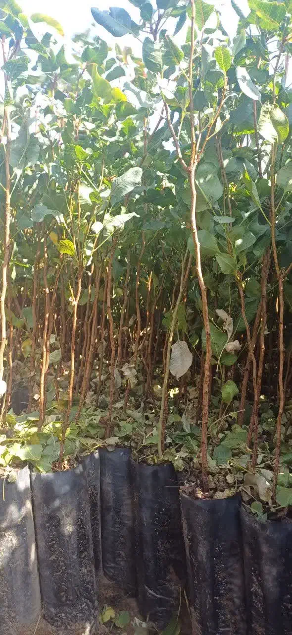 نهال پسته گلدانی ارسال از یزد هست|خدمات باغبانی و درختکاری|خاش, |دیوار