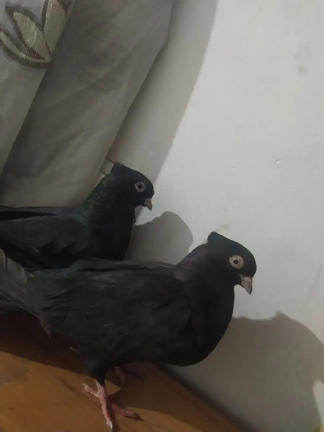 زاغ ابادانی|پرنده|گنبد کاووس, |دیوار