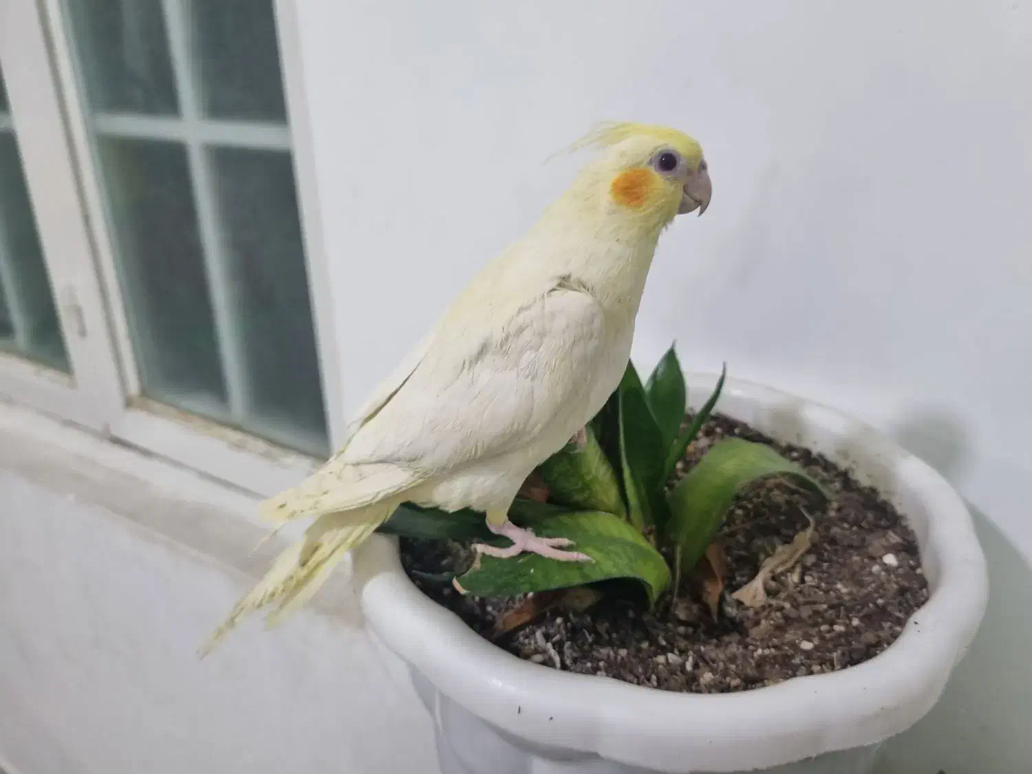 عروس هلندی سرلاکی لوتینو|پرنده|مشهد, عبادی|دیوار