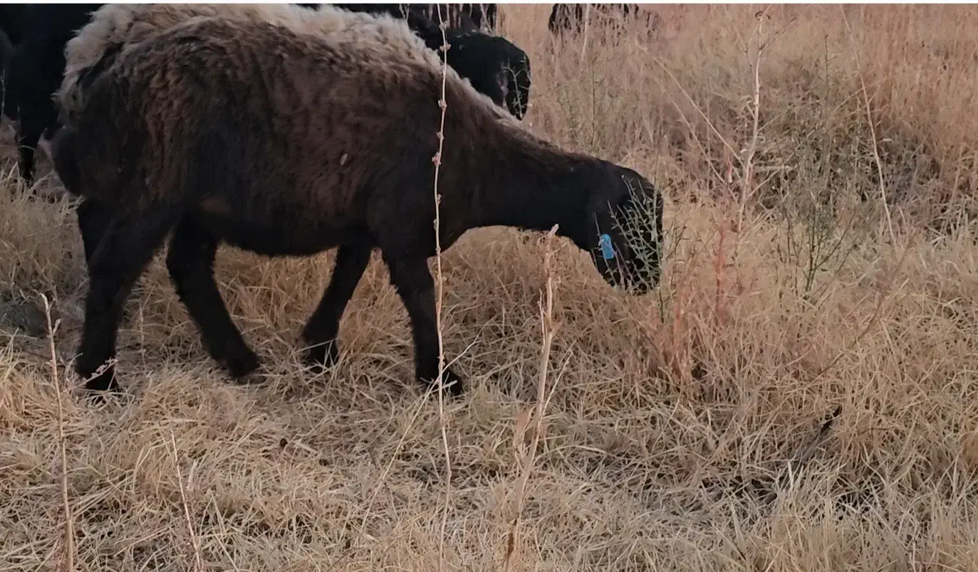 فروش شیشک و توخلو هترو|حیوانات مزرعه|ماهنشان, |دیوار