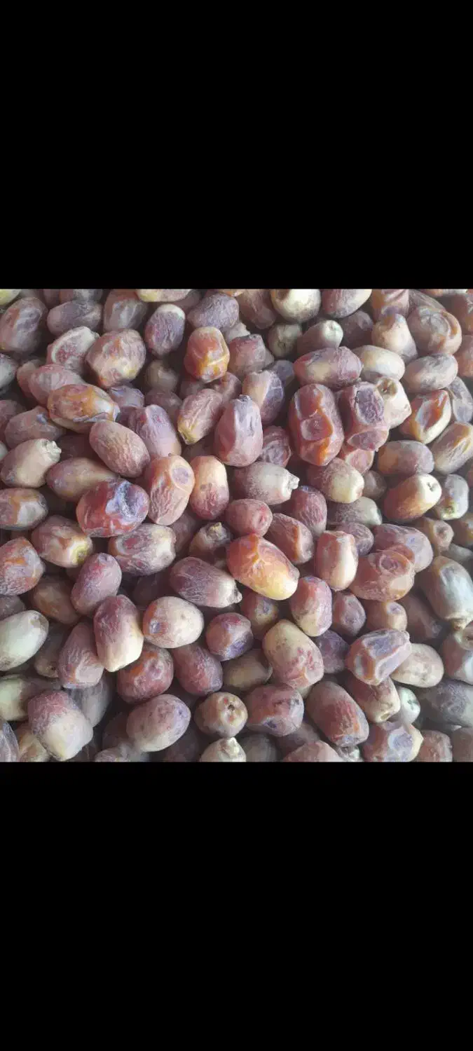 قصب گوشتی وتازه امسال|خوردنی و آشامیدنی|افزر, |دیوار