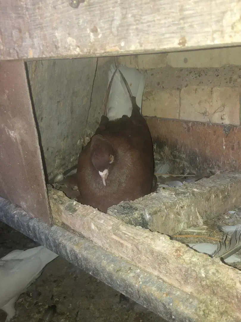 کبوتر فروشی|پرنده|شیراز, ابیوردی|دیوار