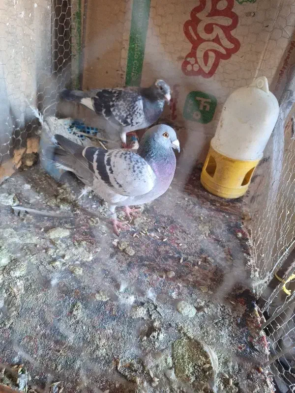 کبوتر زاغ پلاکی طوقی|پرنده|اهواز, بیست متری شهرداری|دیوار