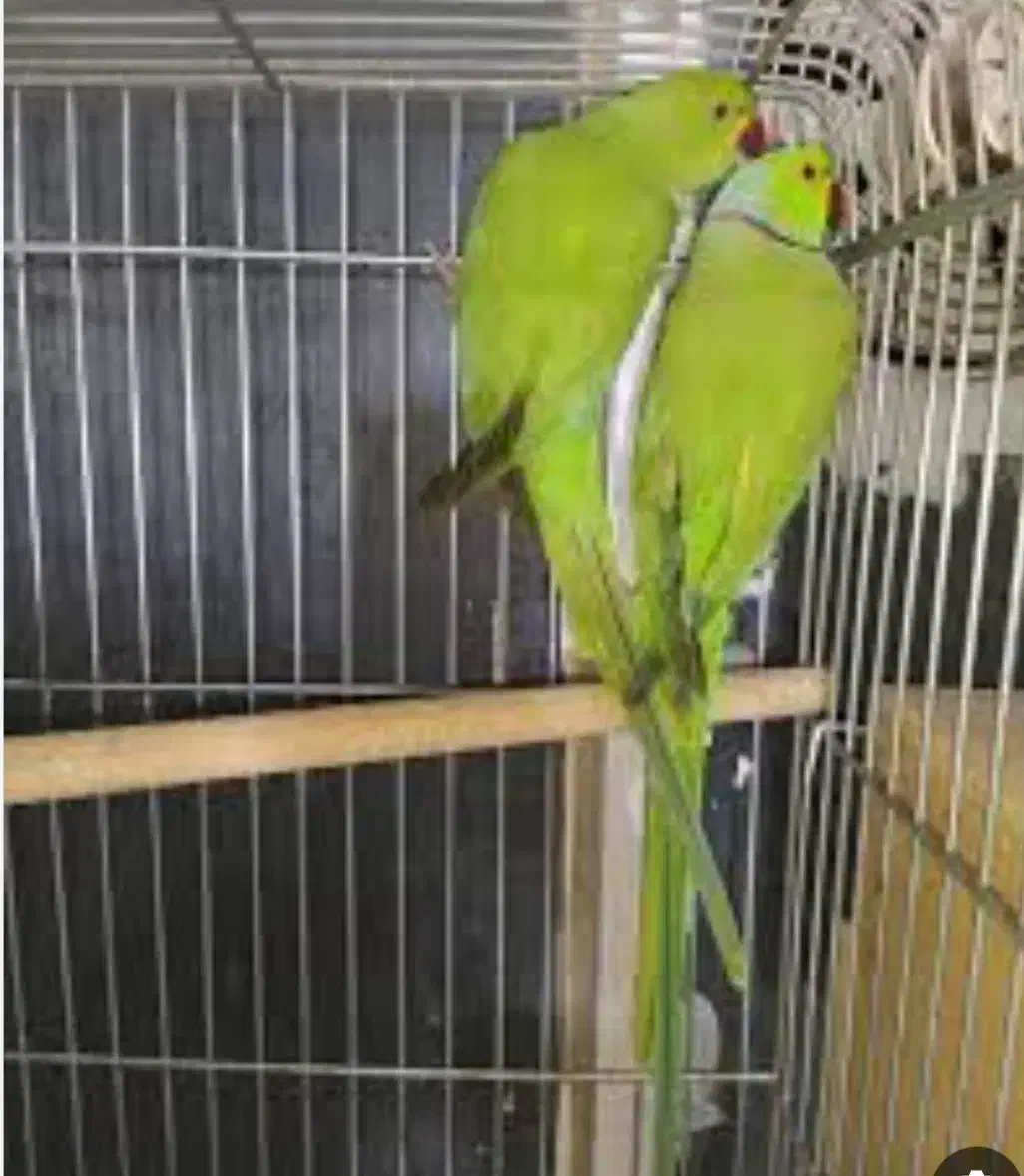 طوطی ملنگو|پرنده|رشت, خمیران زاهدان|دیوار