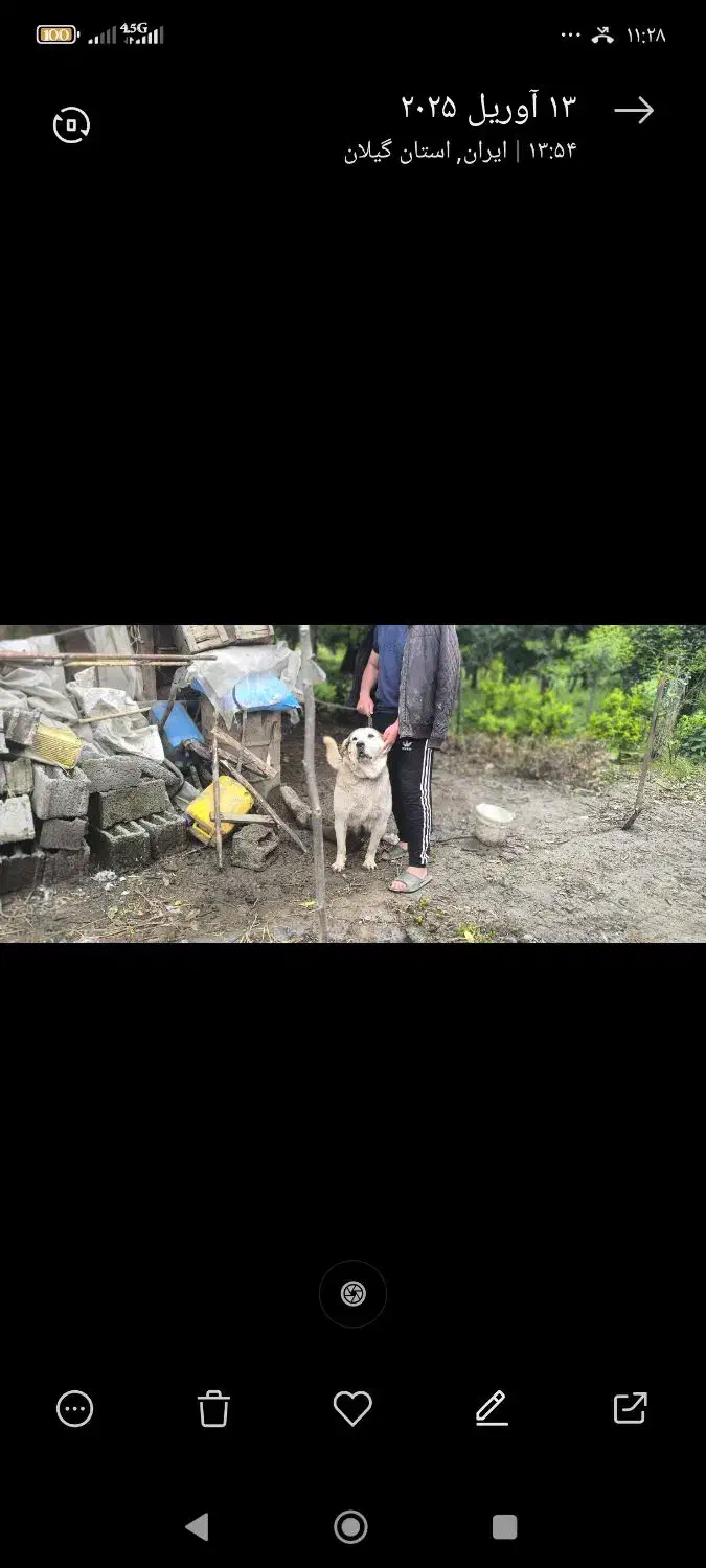 سگ ماده پژدر عراقی|سگ|رودسر, |دیوار