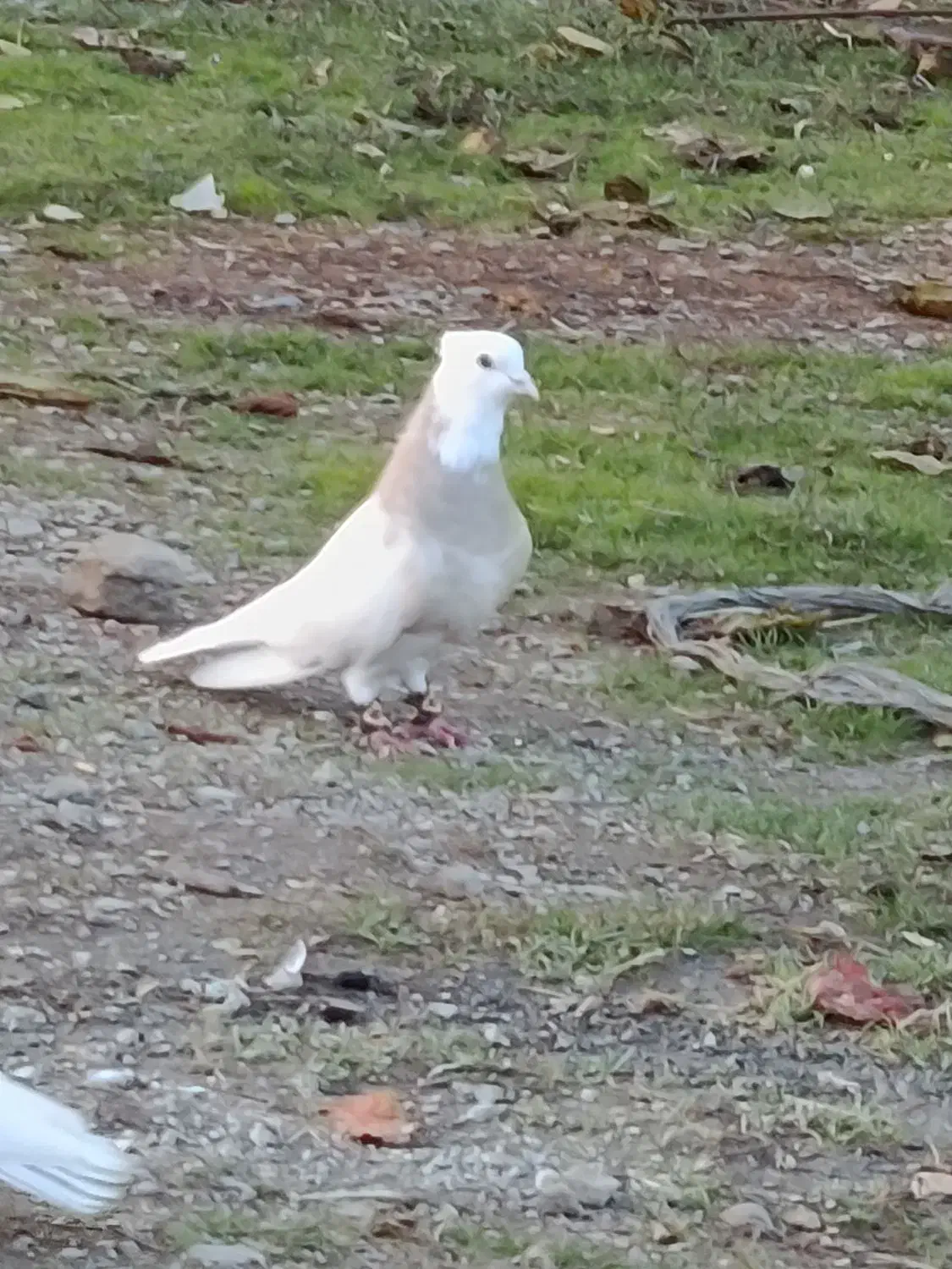 سه عدد طوقی|پرنده|بیلوار, |دیوار