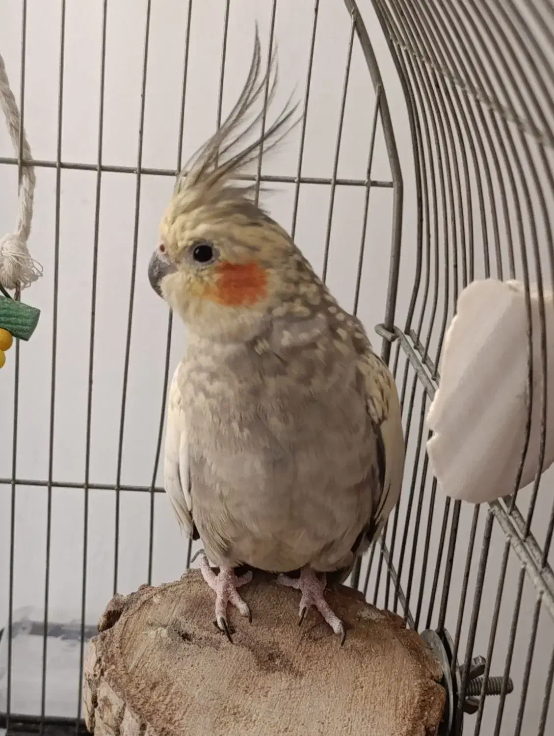 عروس هلندی مولد با وسایل|پرنده|پاکدشت, پاکدشت (مامازند)|دیوار