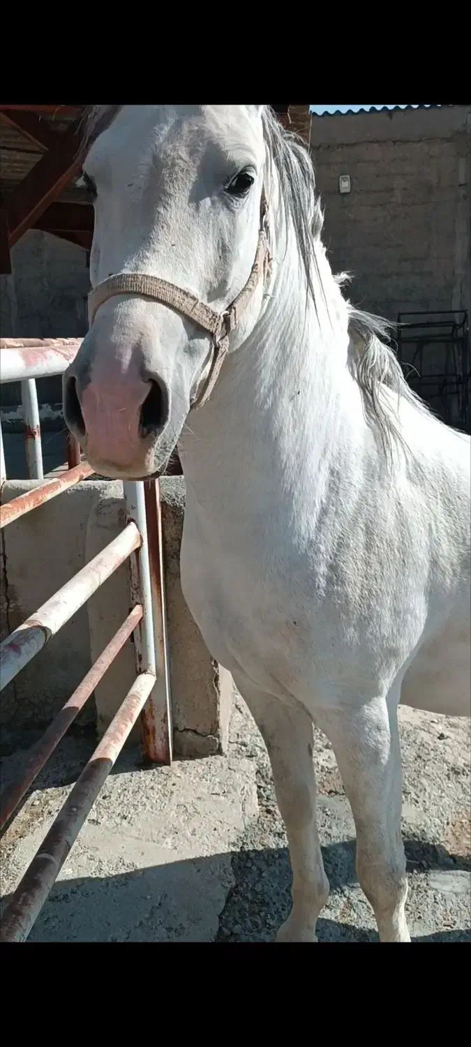 فروش اسب ماده کورد|اسب و تجهیزات اسبسواری|کامیاران, |دیوار