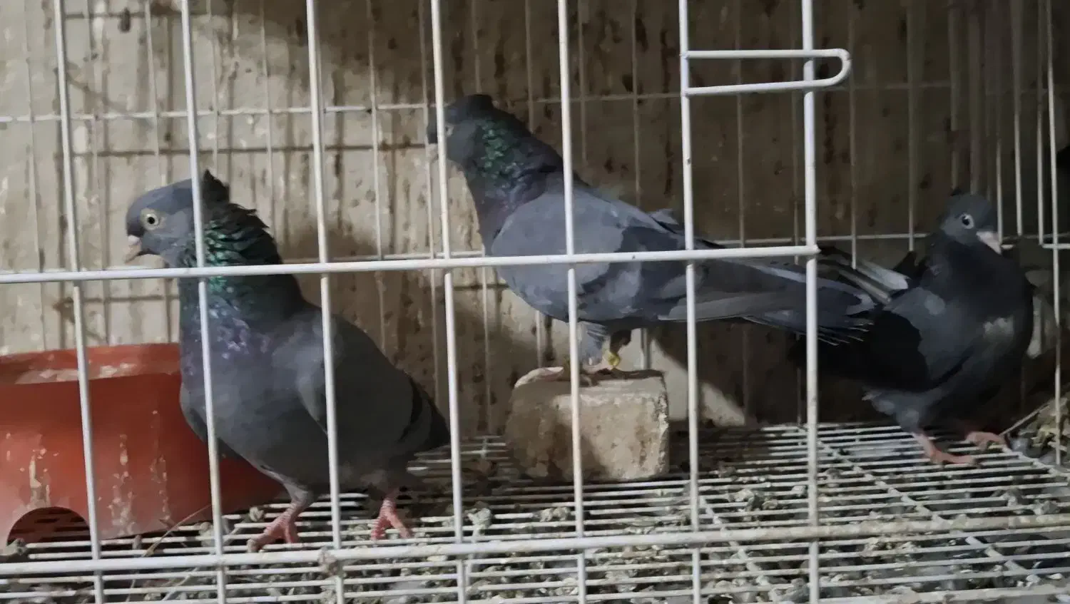 دو عدد سبز جوان اولین دهن دادن|پرنده|مسجد سلیمان, |دیوار