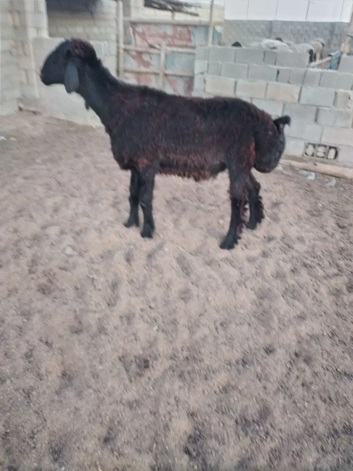 قوچ یک ساله|حیوانات مزرعه|مراوه, |دیوار