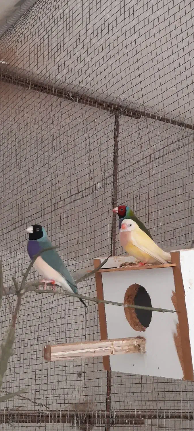 فنچگلدین|پرنده|خورموج, |دیوار