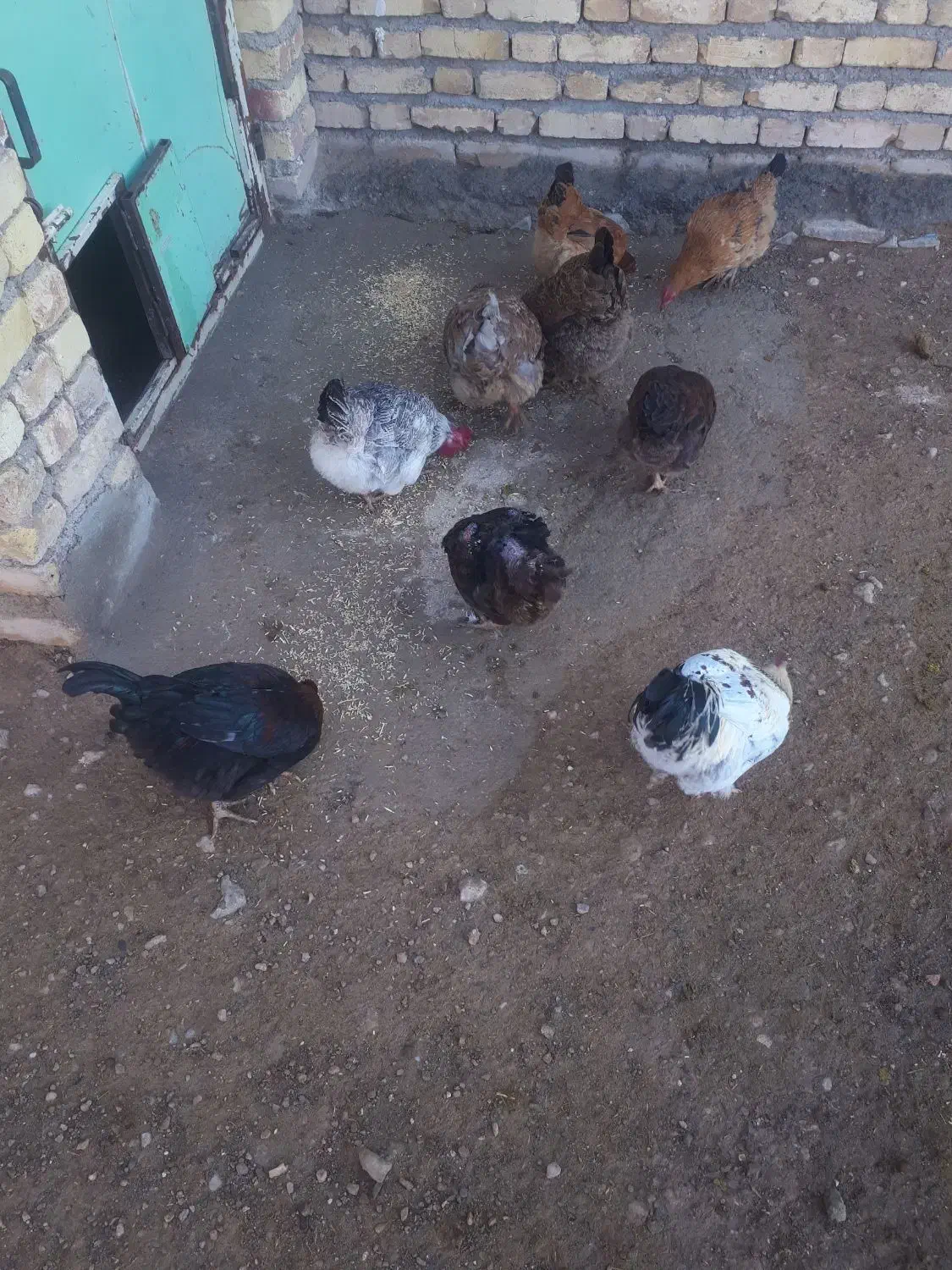 مرغ خروس|حیوانات مزرعه|بزینه رود, |دیوار