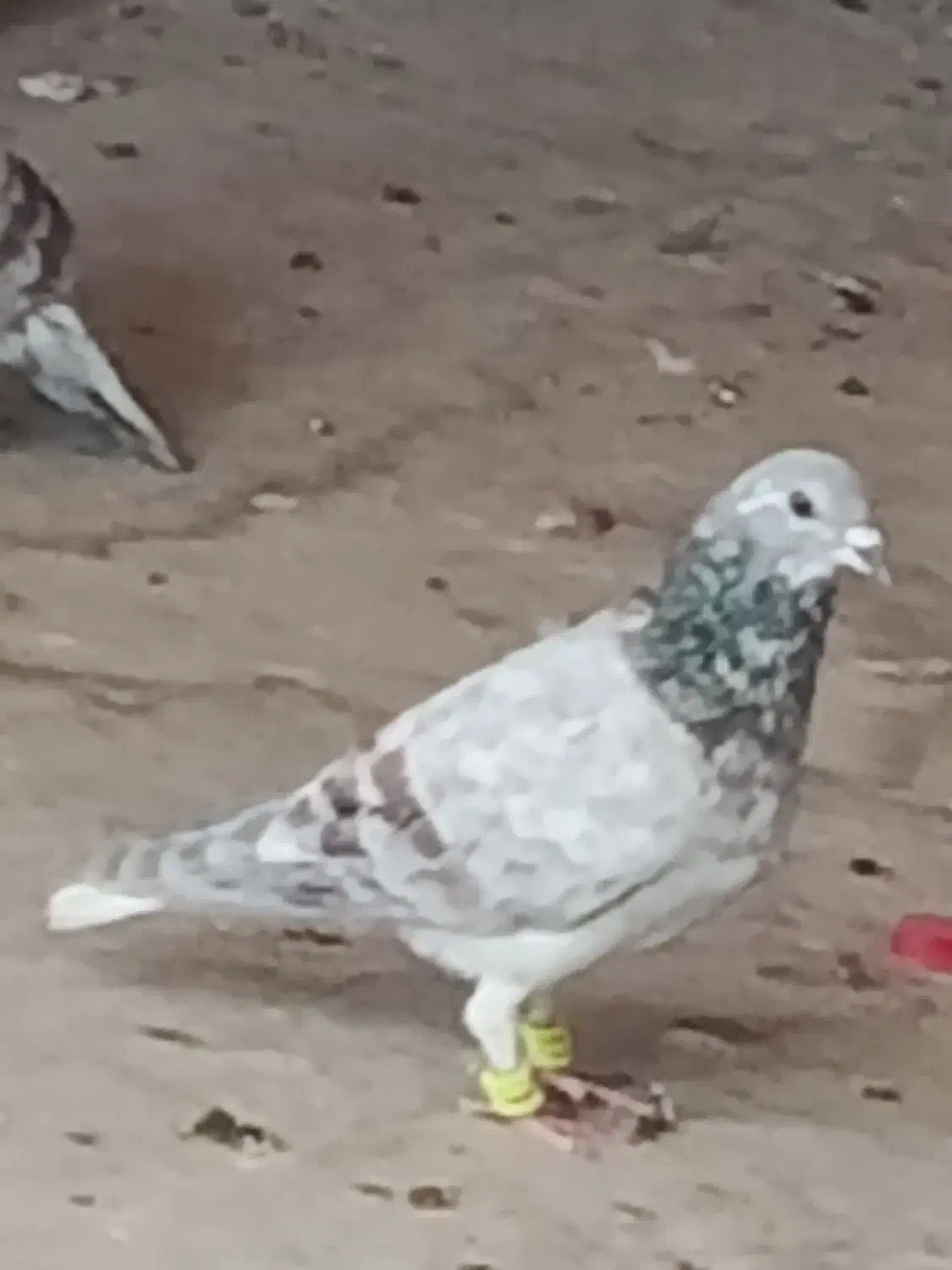 4000|حیوانات|قاسم‌آباد (خواف), |دیوار