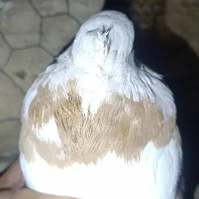 طوقی آجری ماده|پرنده|رامشیر, |دیوار