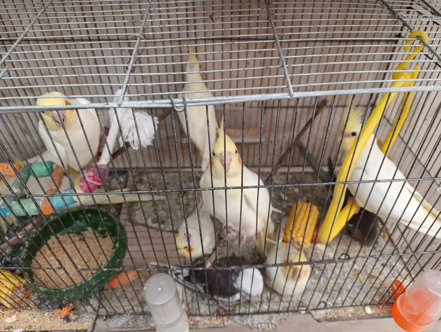 جوجه عروس لوتینو و گرینچیک سرلاکی|پرنده|علیآباد کتول, |دیوار