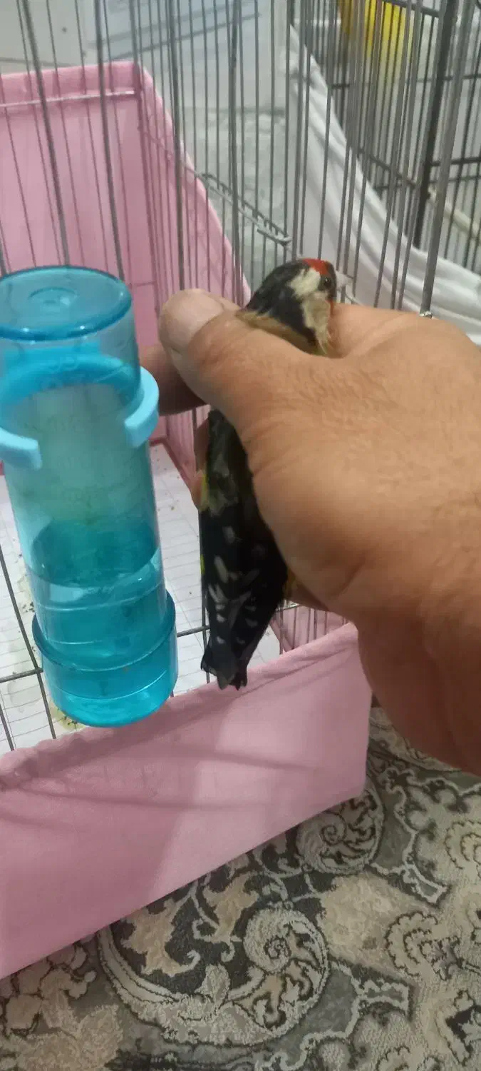 سهره ماده|پرنده|اهواز, طالقانی|دیوار