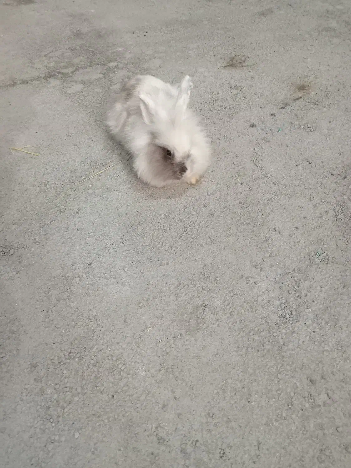 خرگوش لپی|موش و خرگوش|ارومیه, |دیوار