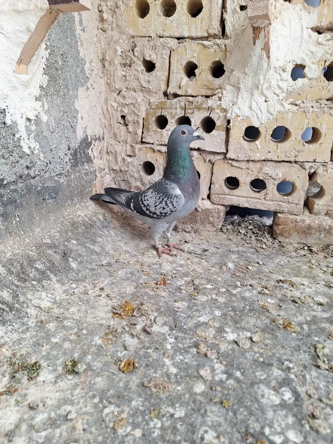 کبوتر|پرنده|شاندیز, |دیوار