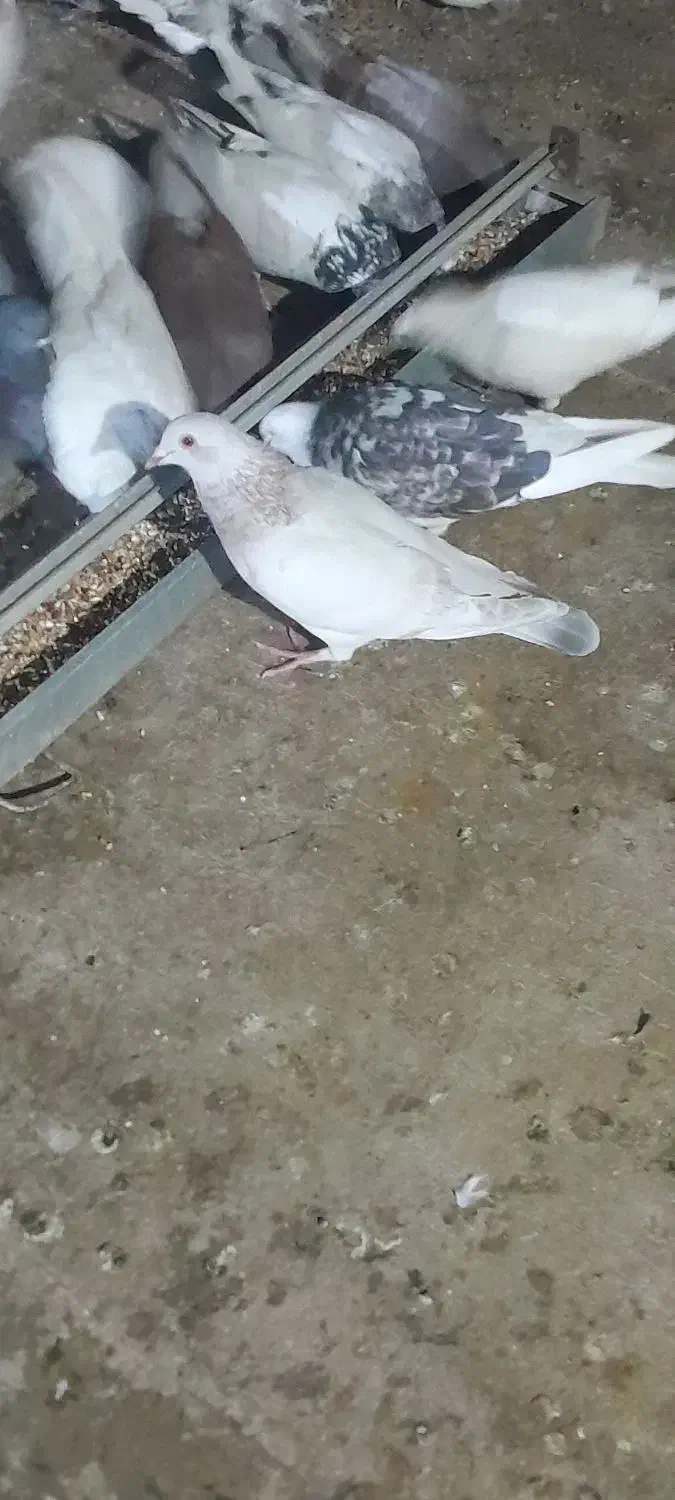 کبوتر|پرنده|محمدشهر, جعفرآباد|دیوار