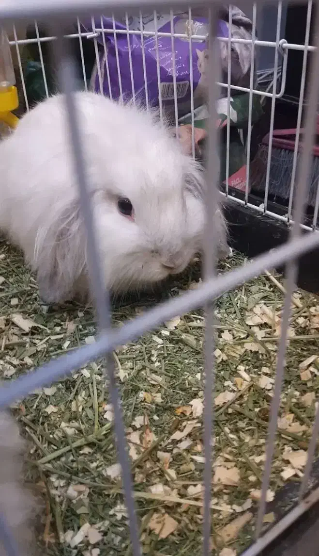 خرگوش لوپ|موش و خرگوش|اراک, |دیوار