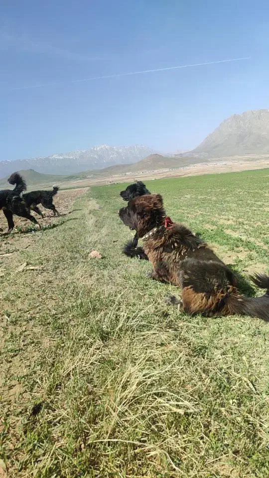 سگ گمشده|سگ|شهرکرد, |دیوار