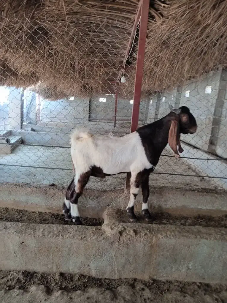 پازن.دوبر مخصوص داشت|حیوانات مزرعه|جم, |دیوار