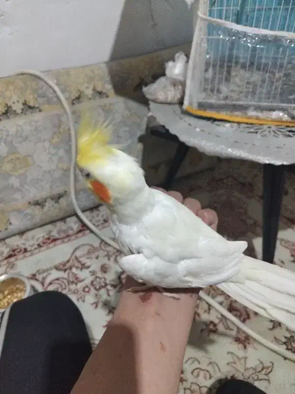 عروس هلندی|پرنده|تربت جام, شاهد|دیوار