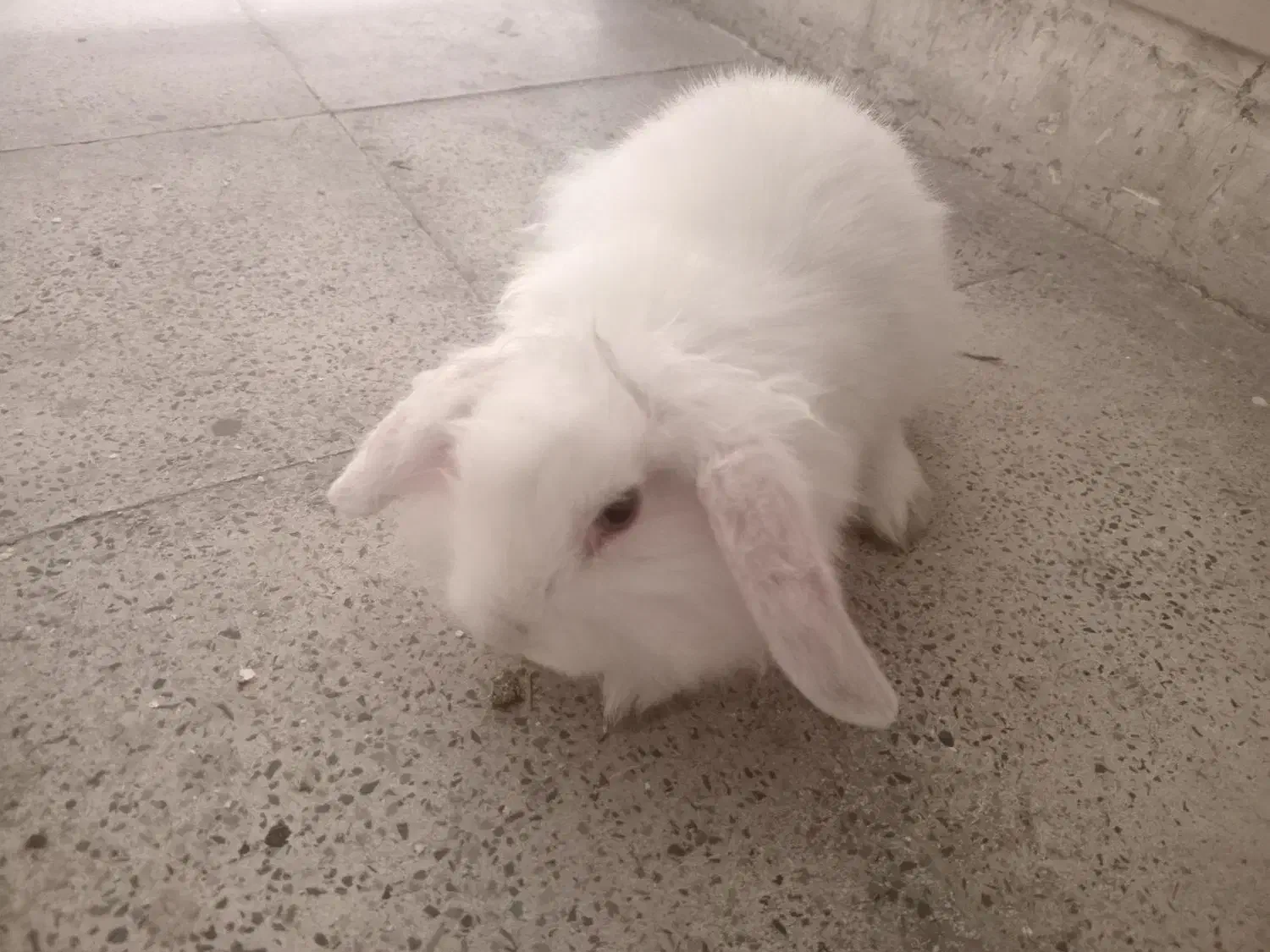 خرگوش وخوکچه|موش و خرگوش|اندیشه, اندیشه فاز ۱|دیوار