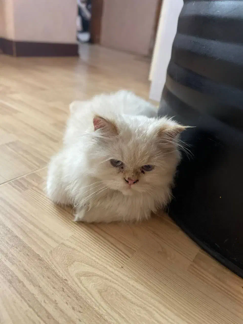 گربه ی پرشین هیمالین نر 5ماهه|گربه|گنبد کاووس, |دیوار