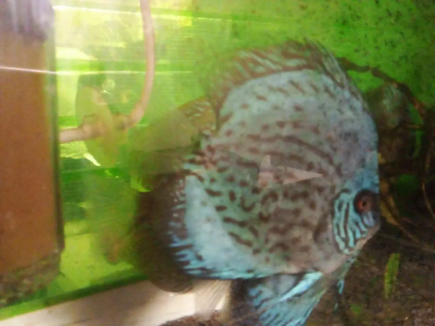 دو عدد دیسکس ۶ اینچی جفت|ماهی|مشهد, حسین‌آباد|دیوار