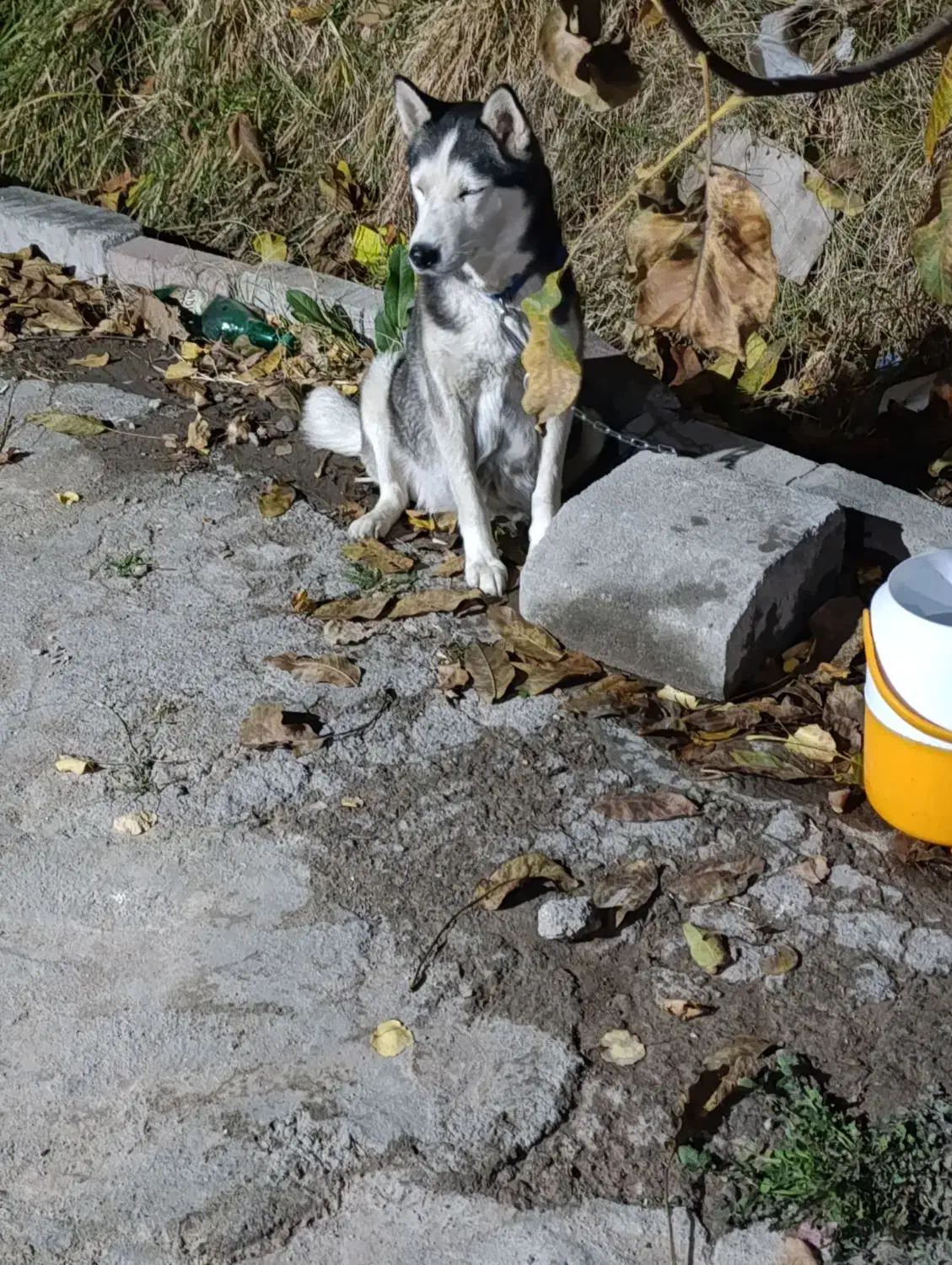 سگ هاسکی|سگ|باسمنج, |دیوار