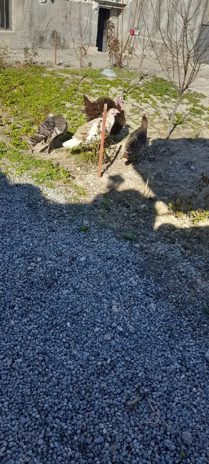 بوقلمون|حیوانات مزرعه|مشگین شهر, |دیوار