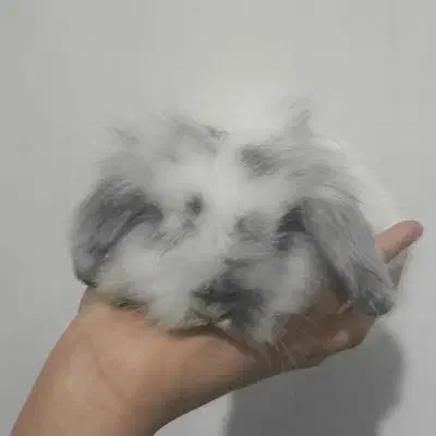 خرگوش لپ ،نژاد دار|موش و خرگوش|نیشابور, مازول|دیوار