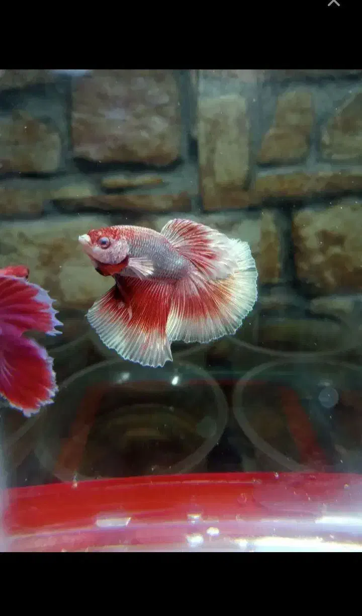 ماهی زینتی|ماهی|سبزوار, پیام|دیوار