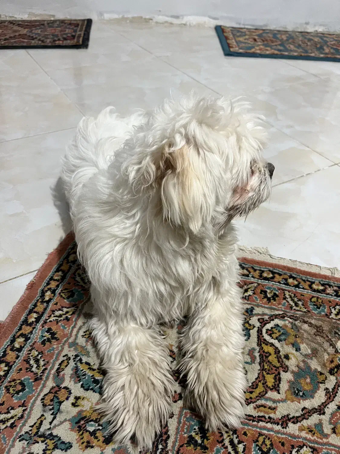 واگذاری|سگ|پردیس, فاز ۲|دیوار