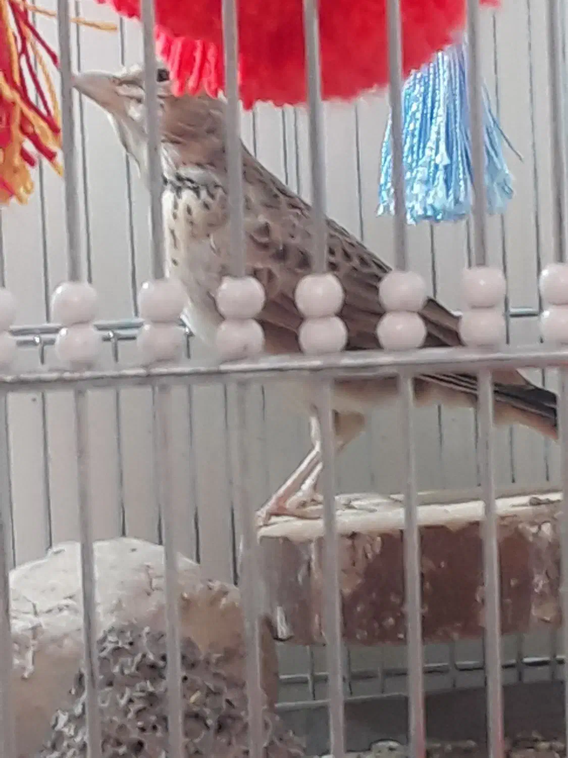 جوجه سهره خاکی( همراه قفس)|پرنده|ساوه, |دیوار