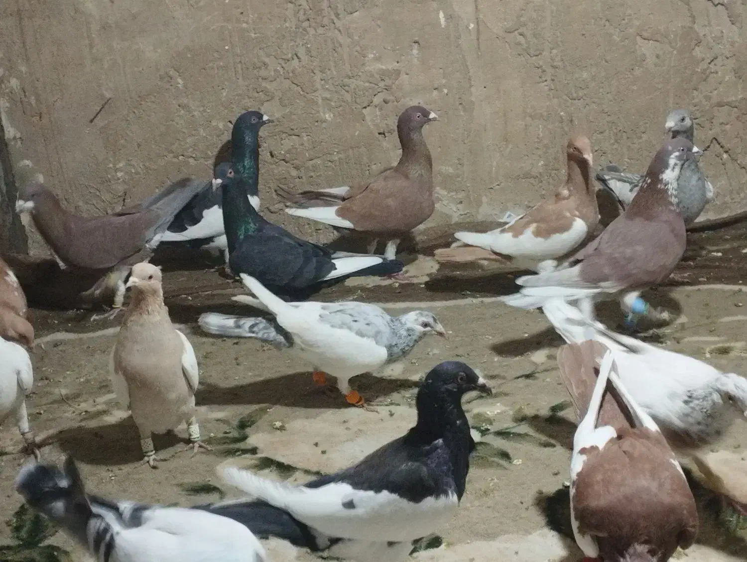 کبوتر|پرنده|الوند, |دیوار