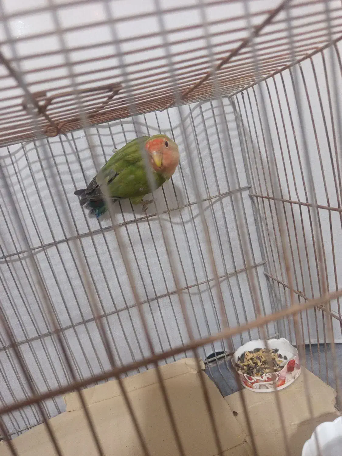 طوطی برزیلی کوتوله|پرنده|سنگدوین, |دیوار