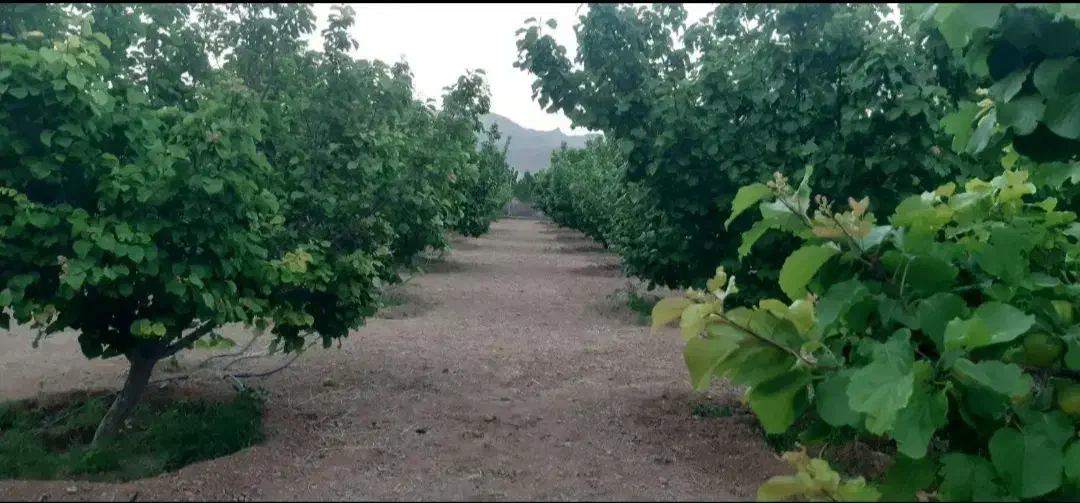 فروش فوری باغ۱۰۰۰ متری زردآلو|فروش دفتر صنعتی، کشاورزی، تجاری|آباده, |دیوار