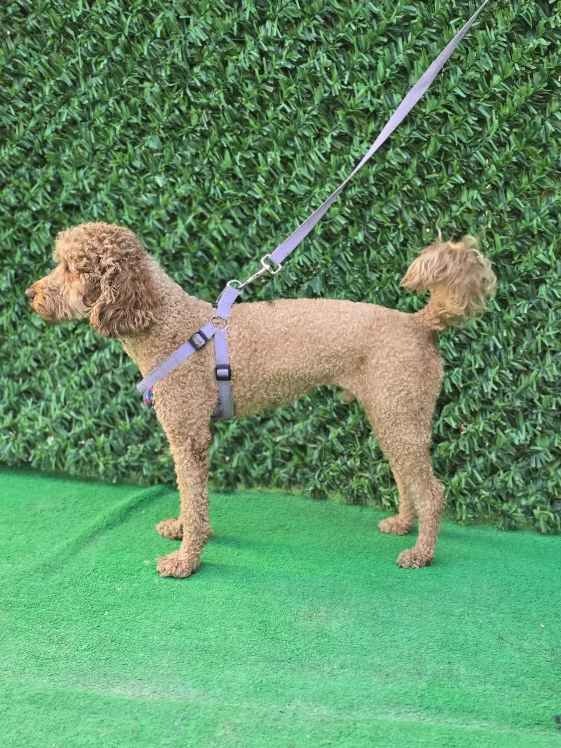 یک قلاده سگ پودل نر رنگ رد|سگ|شیراز, شهرک مدرس|دیوار