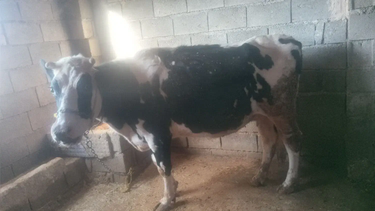 گاو وگوساله ماده|حیوانات مزرعه|کامیاران, |دیوار